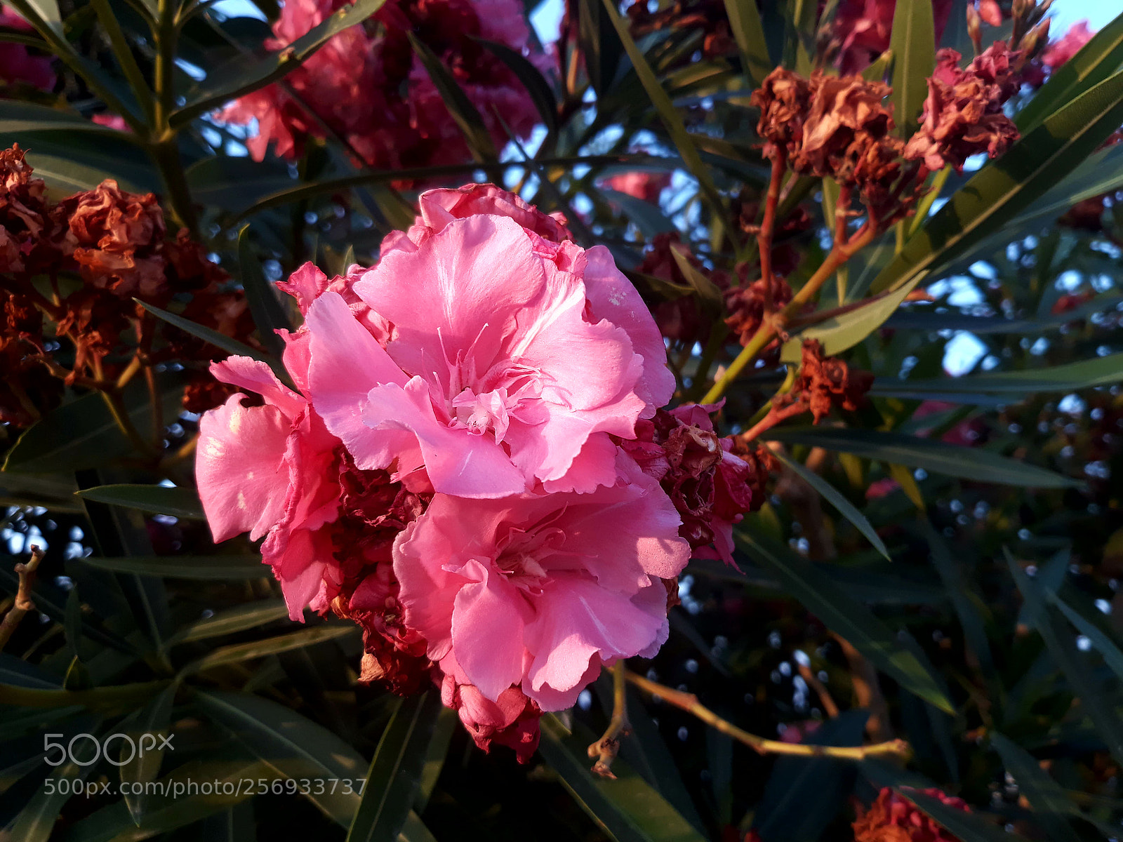 Samsung Galaxy J5 sample photo. Pink flowers photography