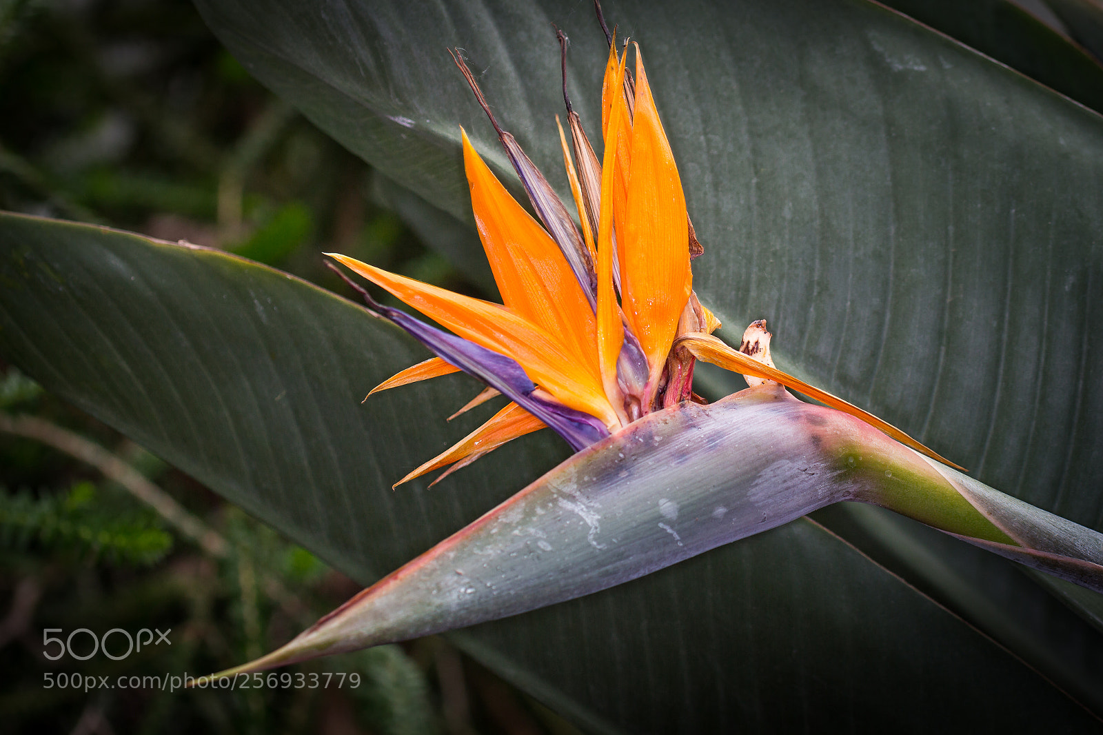 Canon EOS 700D (EOS Rebel T5i / EOS Kiss X7i) sample photo. Bird of paradise photography