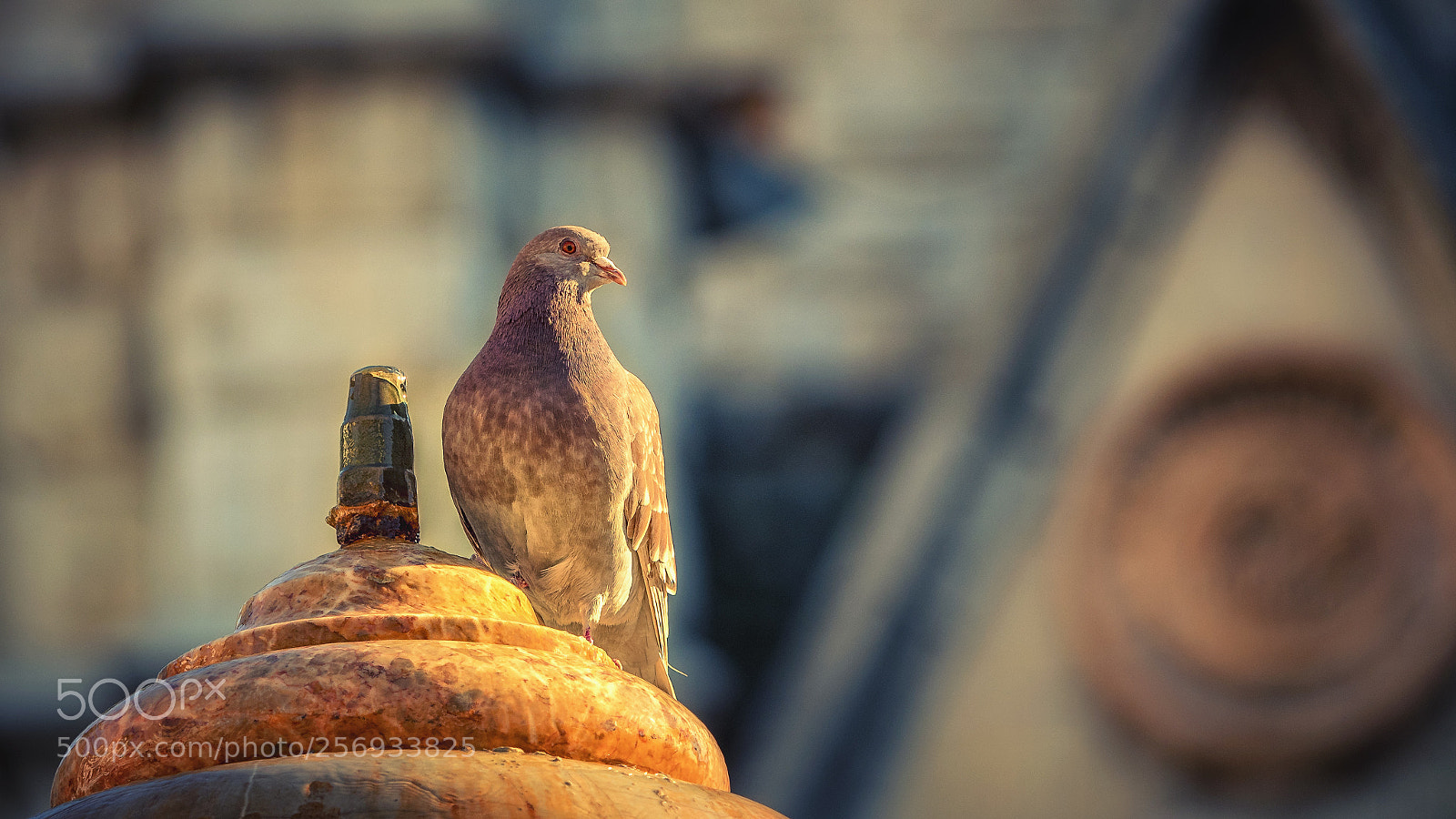 Olympus OM-D E-M1 Mark II sample photo. Pigeon photography