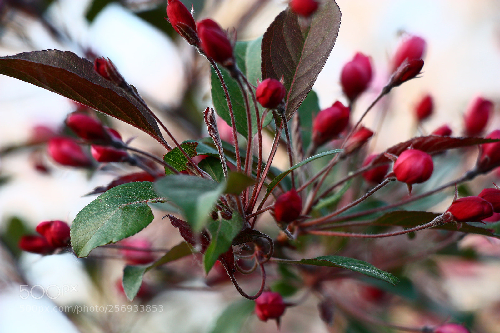 Canon EOS 450D (EOS Rebel XSi / EOS Kiss X2) sample photo. The apple-tree blossoms. abstraction. photography
