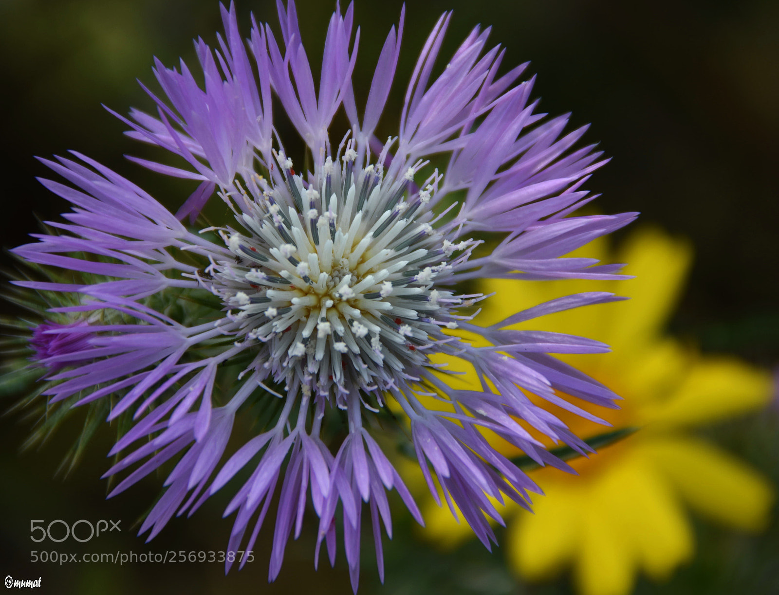 Nikon D7200 sample photo. Fiore di cardo photography