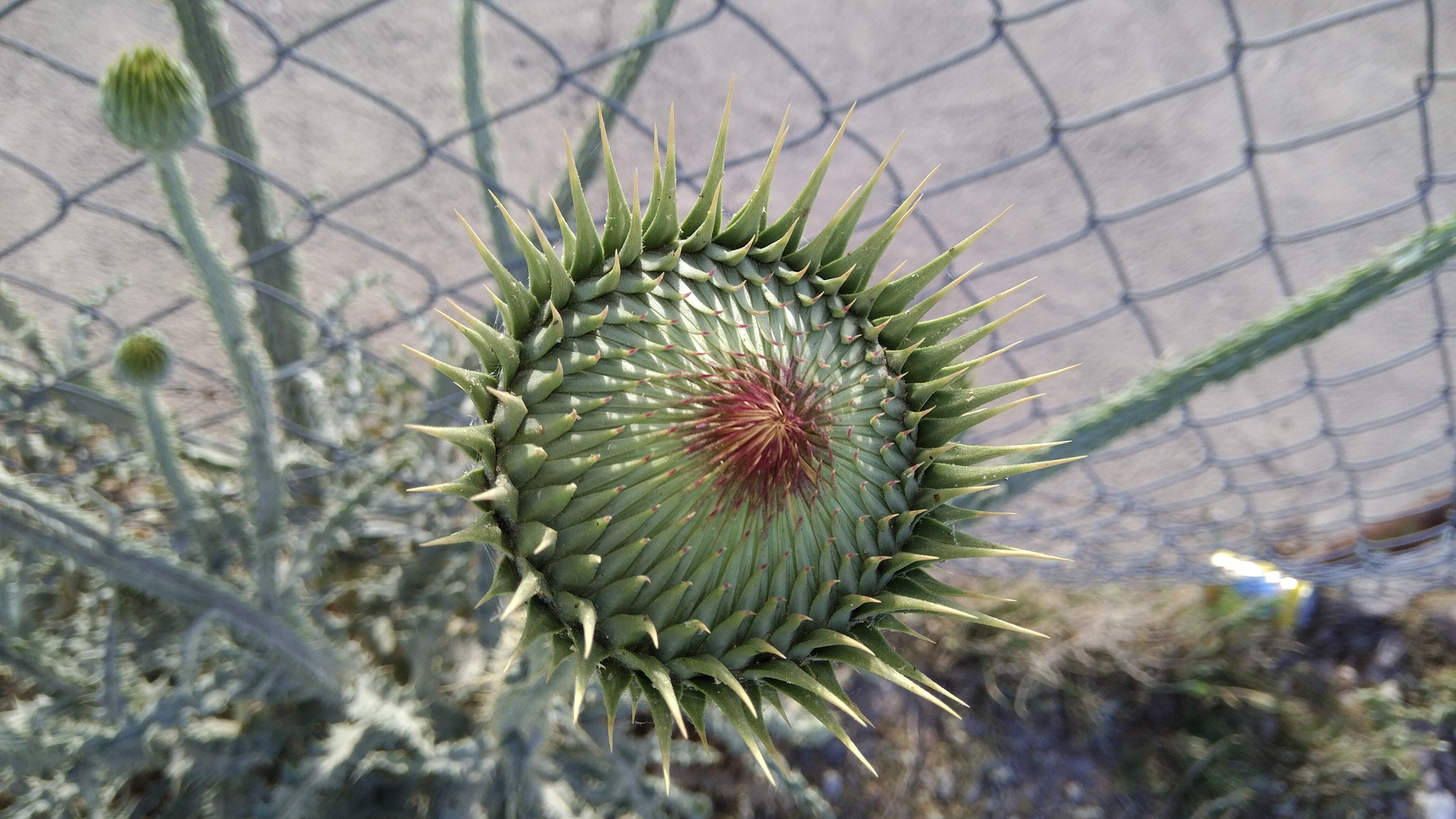 Xiaomi MIX sample photo. Afghan flower photography