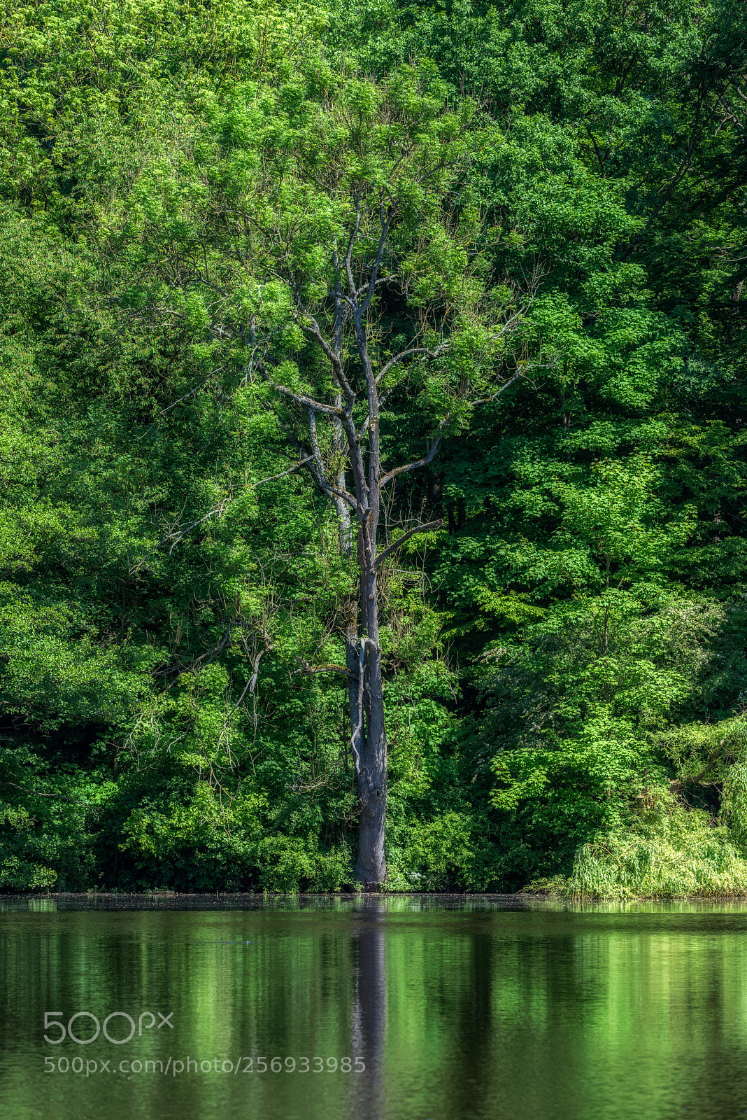 Nikon D810 sample photo. Exploding green photography