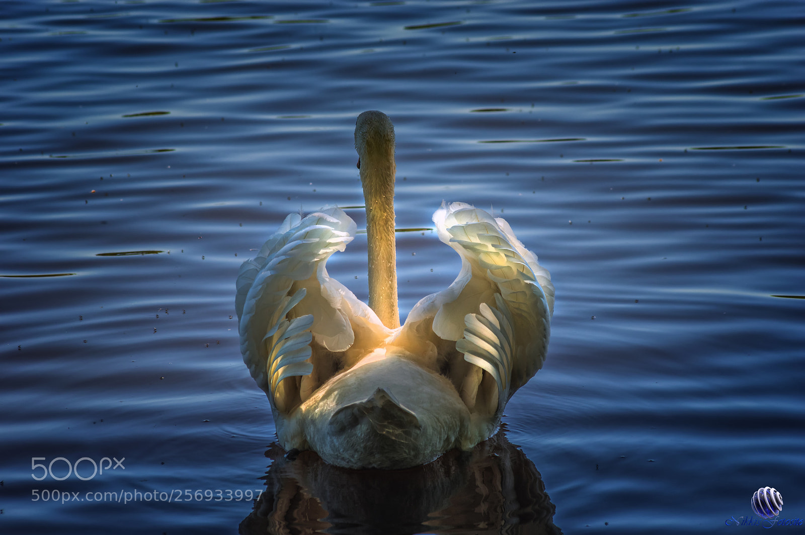Pentax K-3 II sample photo. Swan photography