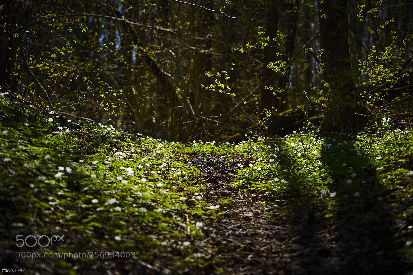 Sony a7R II sample photo. A clearing photography