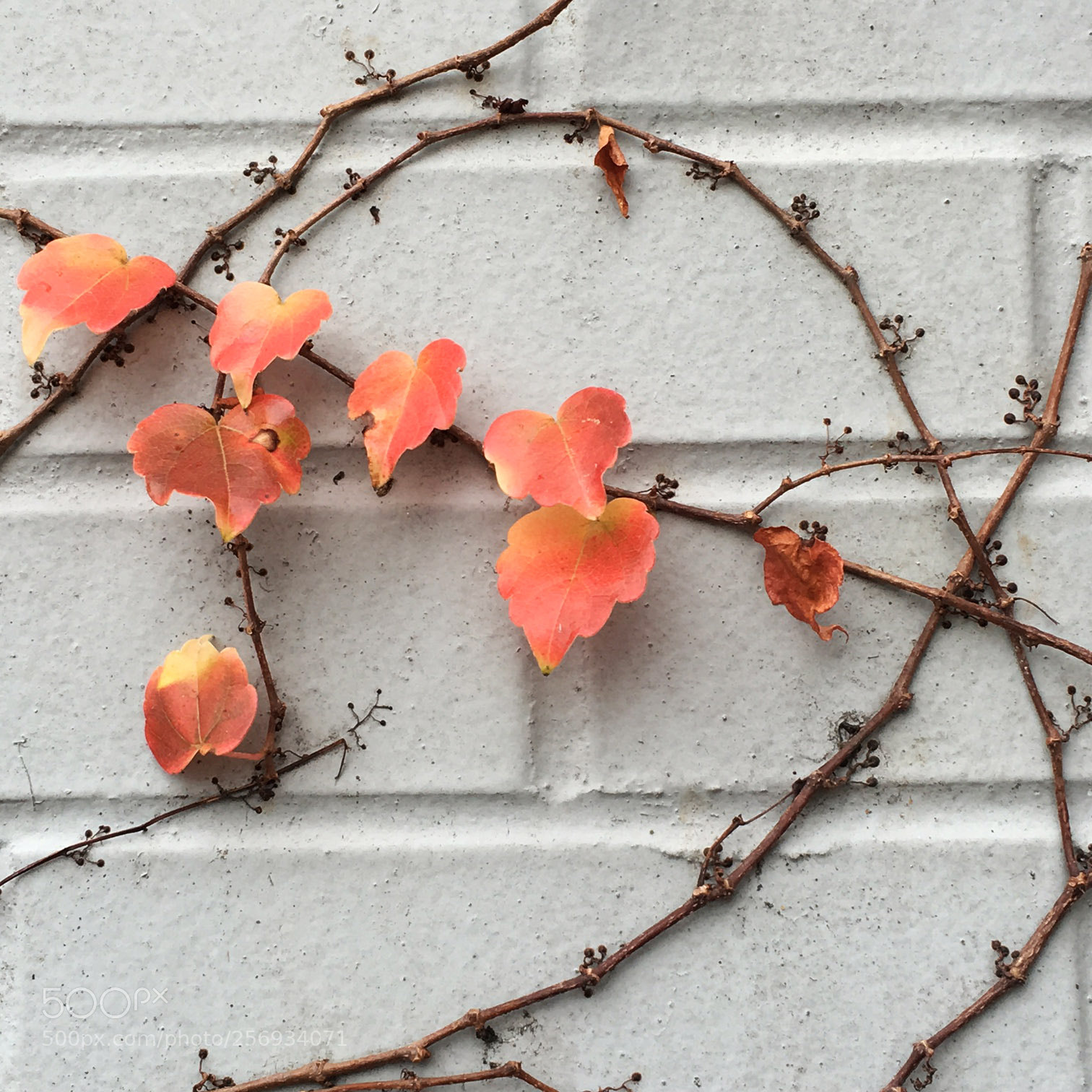 Apple iPhone 6s sample photo. Vines on a grey photography