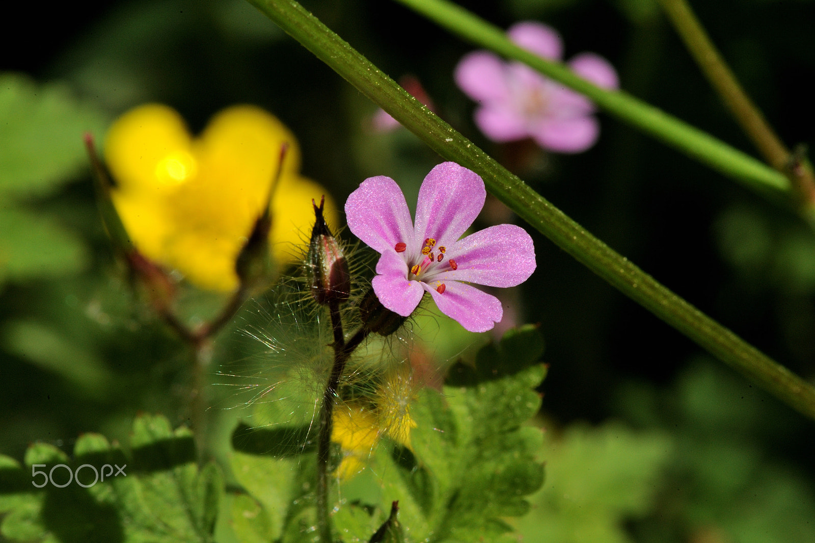 Nikon D3 + Nikon AF-S Micro-Nikkor 105mm F2.8G IF-ED VR sample photo. Herb-robert photography