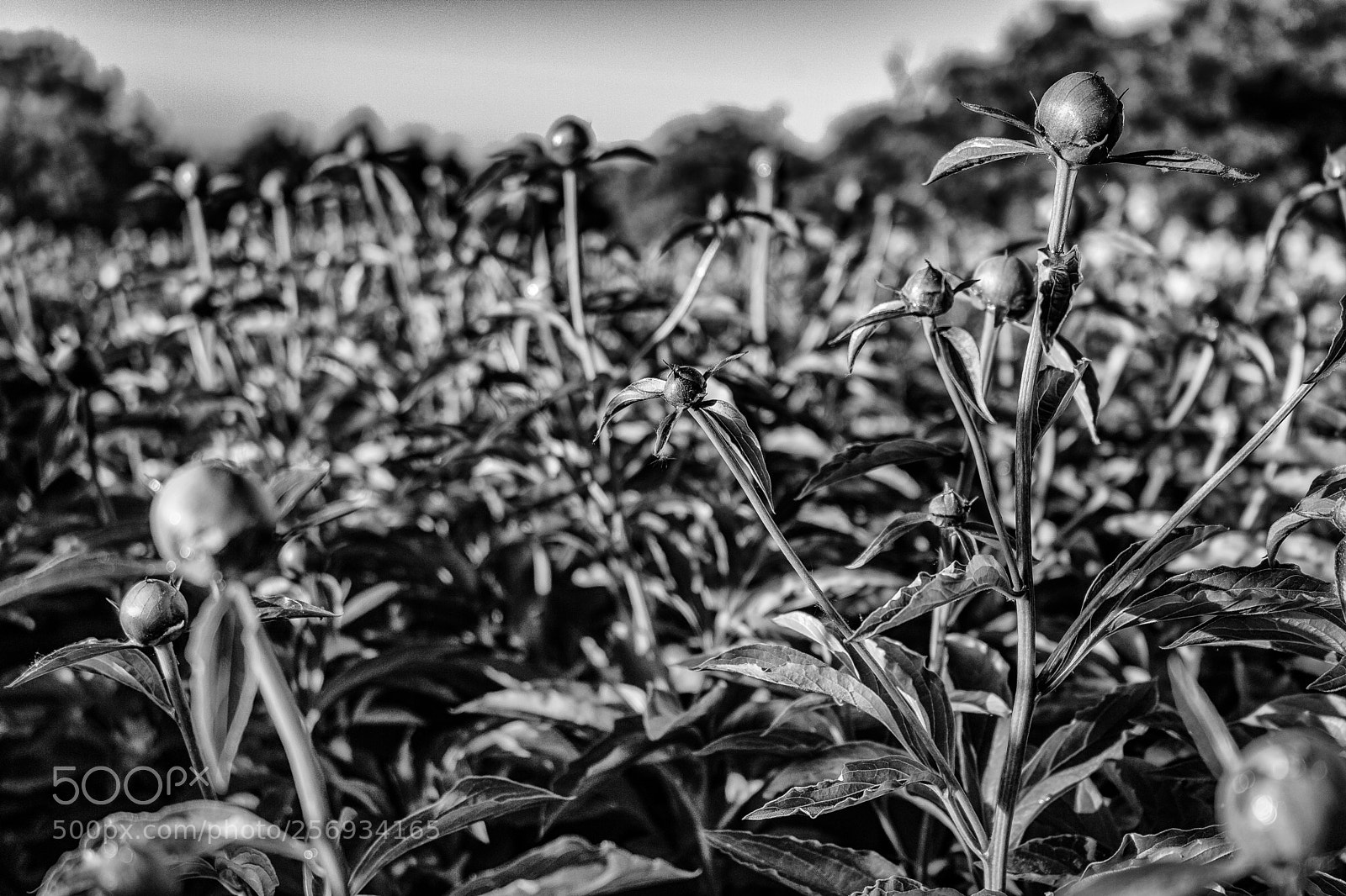 Canon EOS 750D (EOS Rebel T6i / EOS Kiss X8i) sample photo. Black flower photography