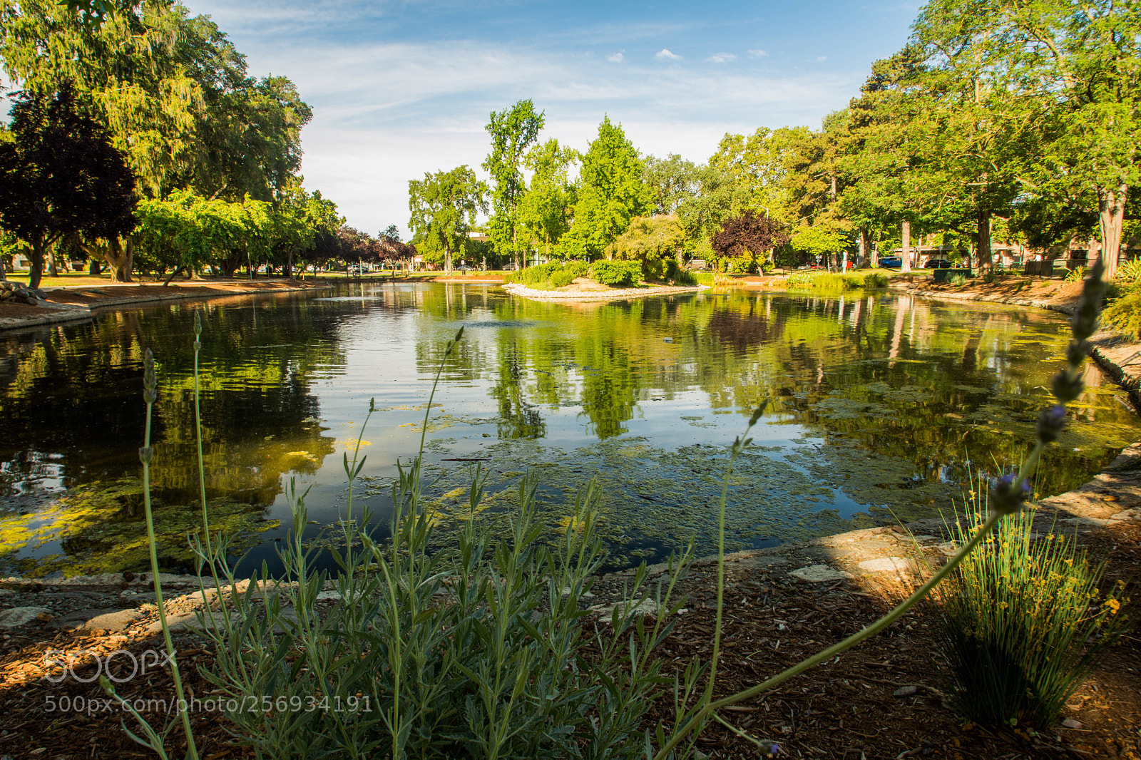 Nikon D7200 sample photo. Mckinley park, sacramento, ca photography