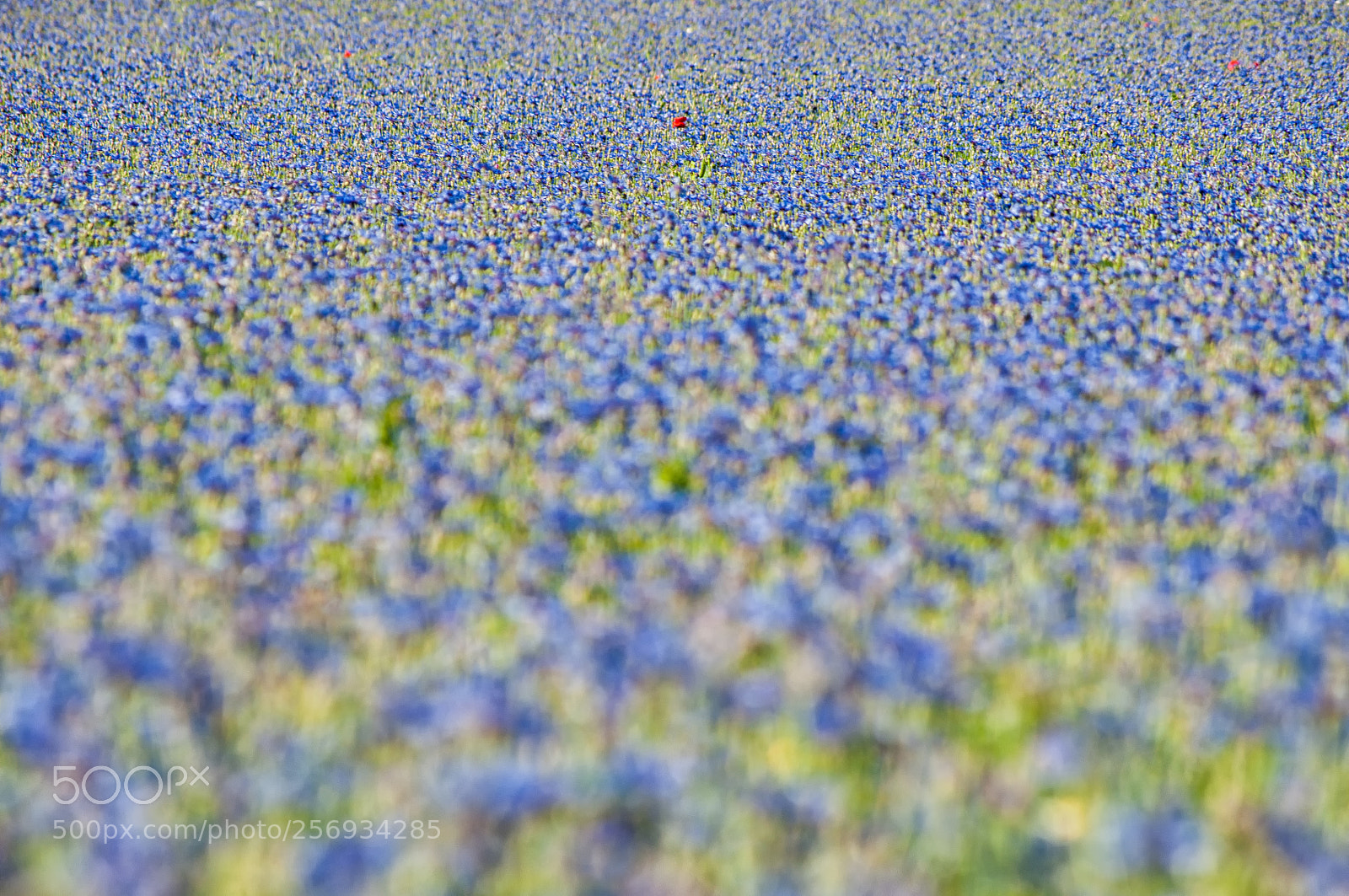 Nikon D90 sample photo. Flower's bokeh, castelluccio di photography