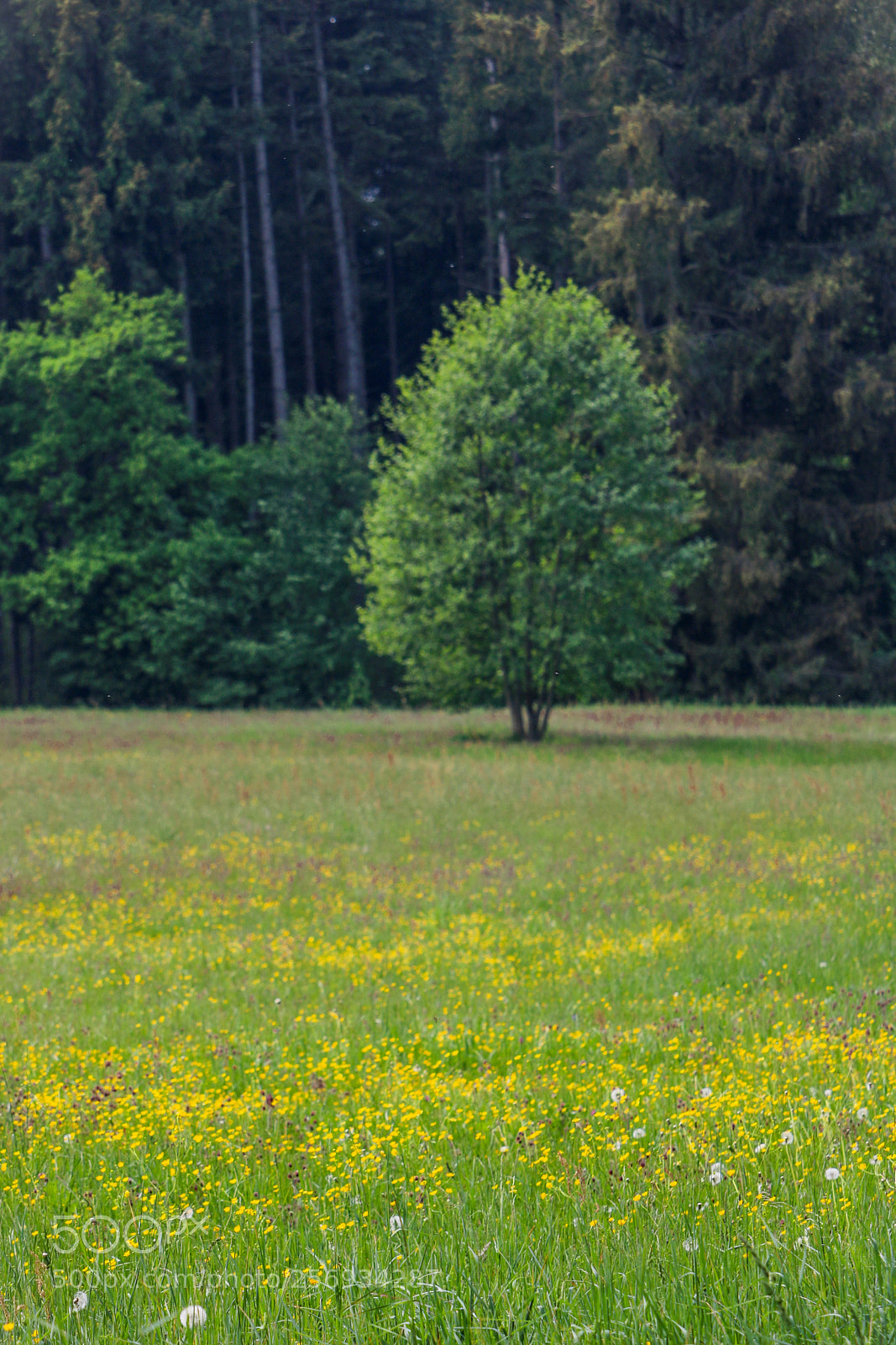 Canon EOS 750D (EOS Rebel T6i / EOS Kiss X8i) sample photo. Blühende wiesen... photography