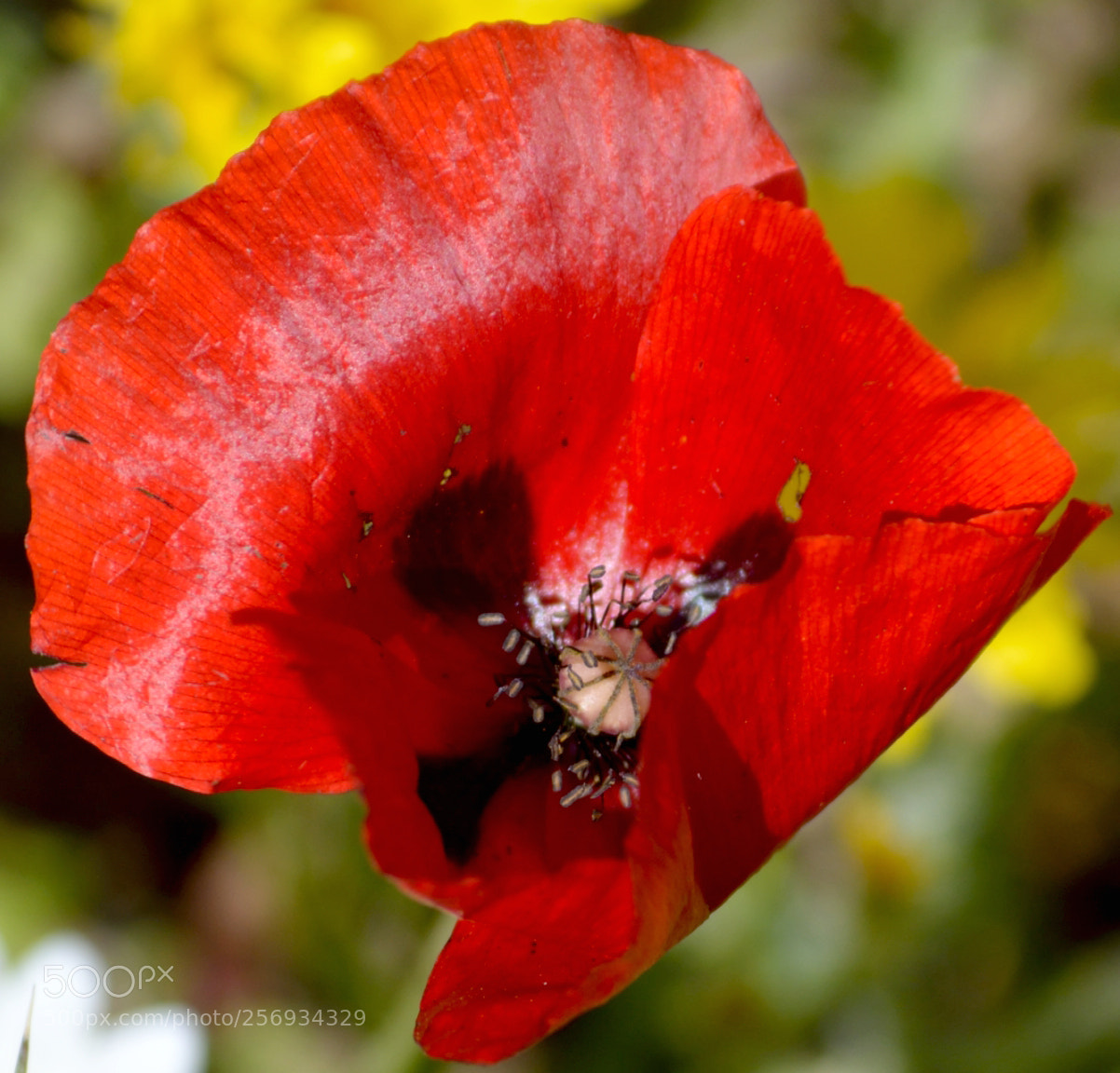 Nikon D5200 sample photo. Poppy blossoms photography