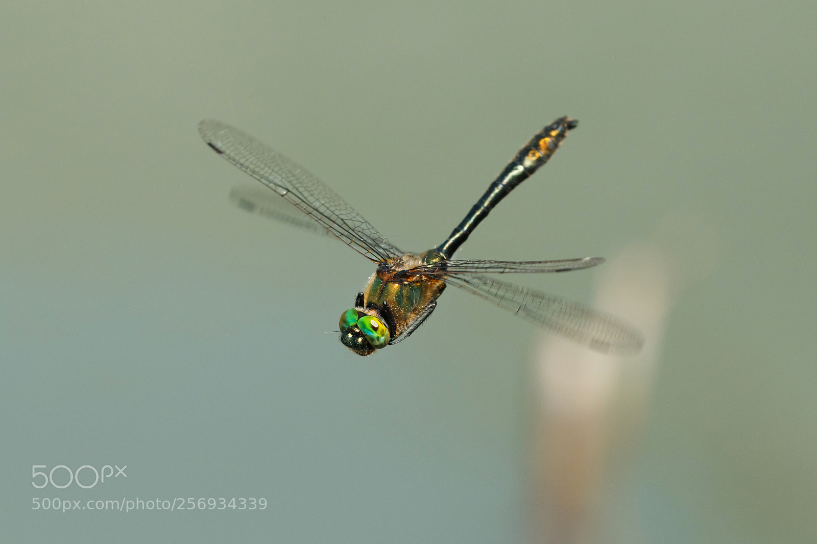 Canon EOS 70D sample photo. Dragonfly in flight photography