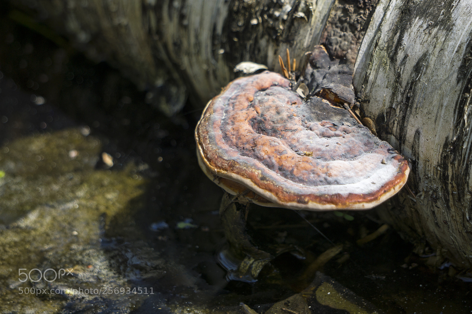 Sony a6000 sample photo. Fomitopsis pinicola photography