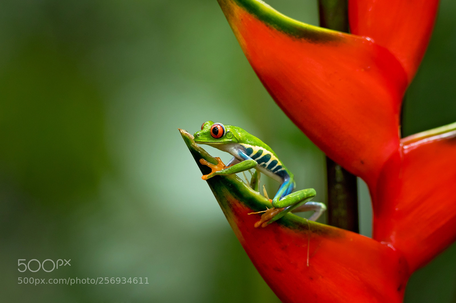 Canon EOS-1D X Mark II sample photo. Red-eyed tree frog photography