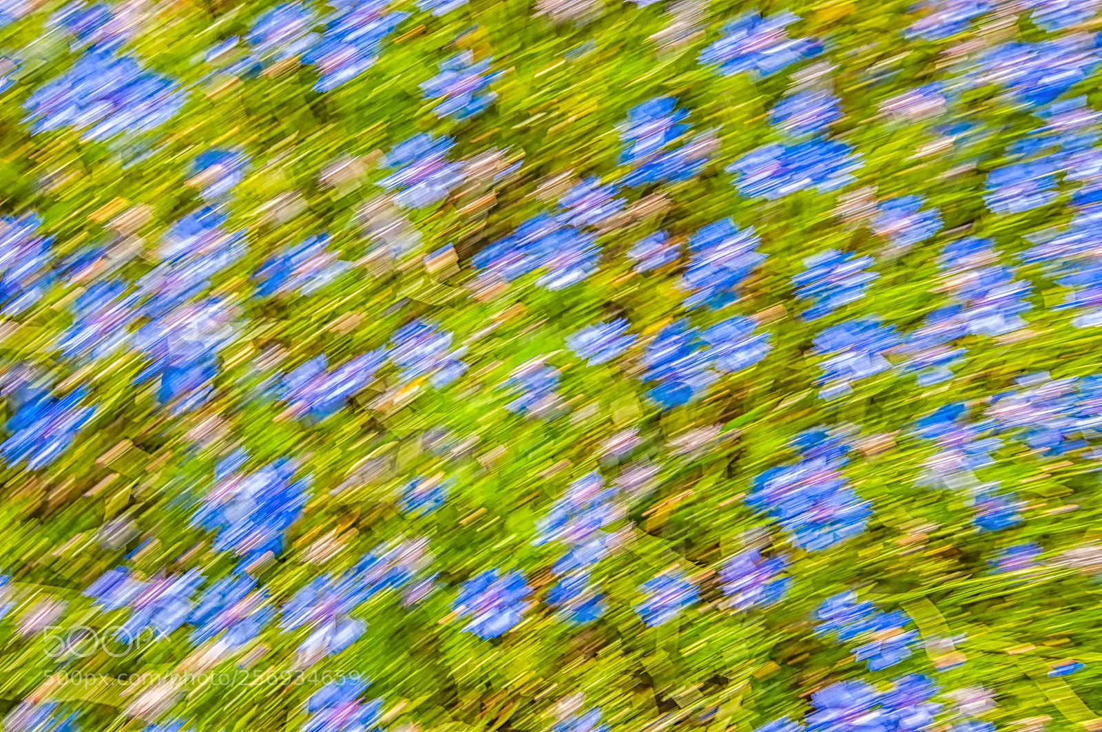 Nikon D90 sample photo. Abstract flowering, castelluccio di photography