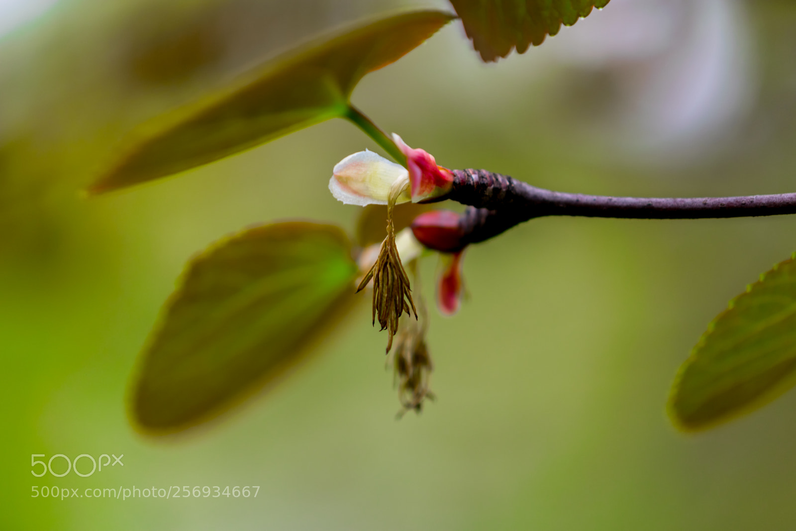 Nikon D3300 sample photo. Spring bloom photography