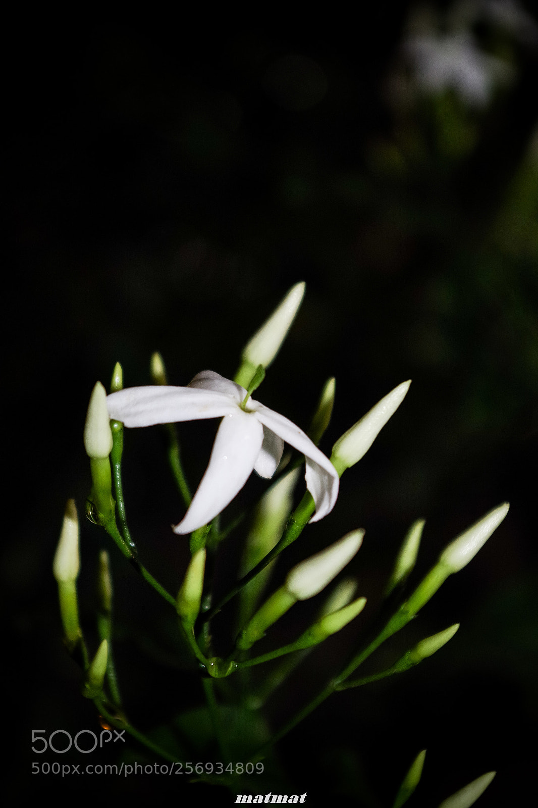 Pentax K-S2 sample photo. Jasmine photography