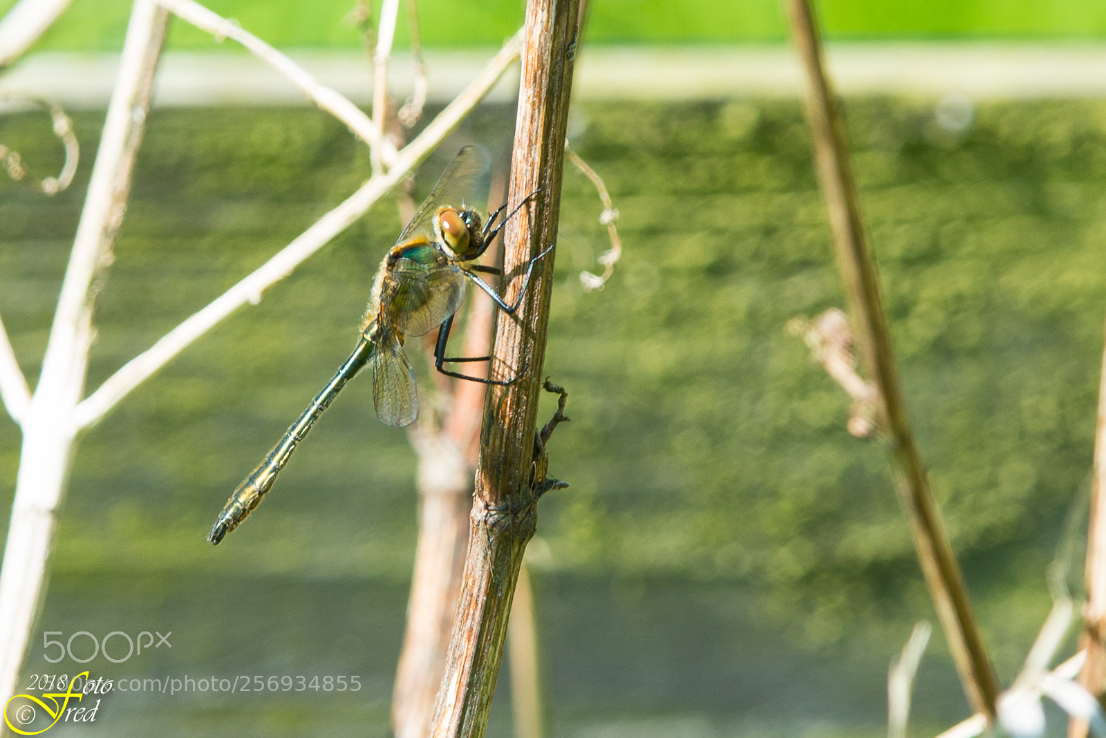 Nikon D800 sample photo. Dragonfly photography