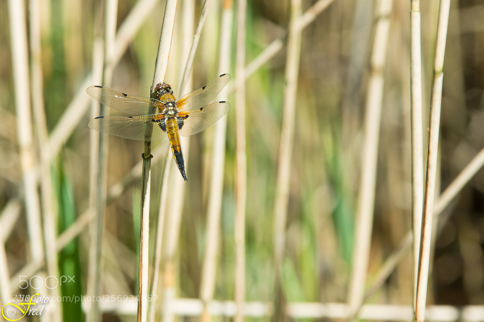 Nikon D800 sample photo. At 200 mm photography
