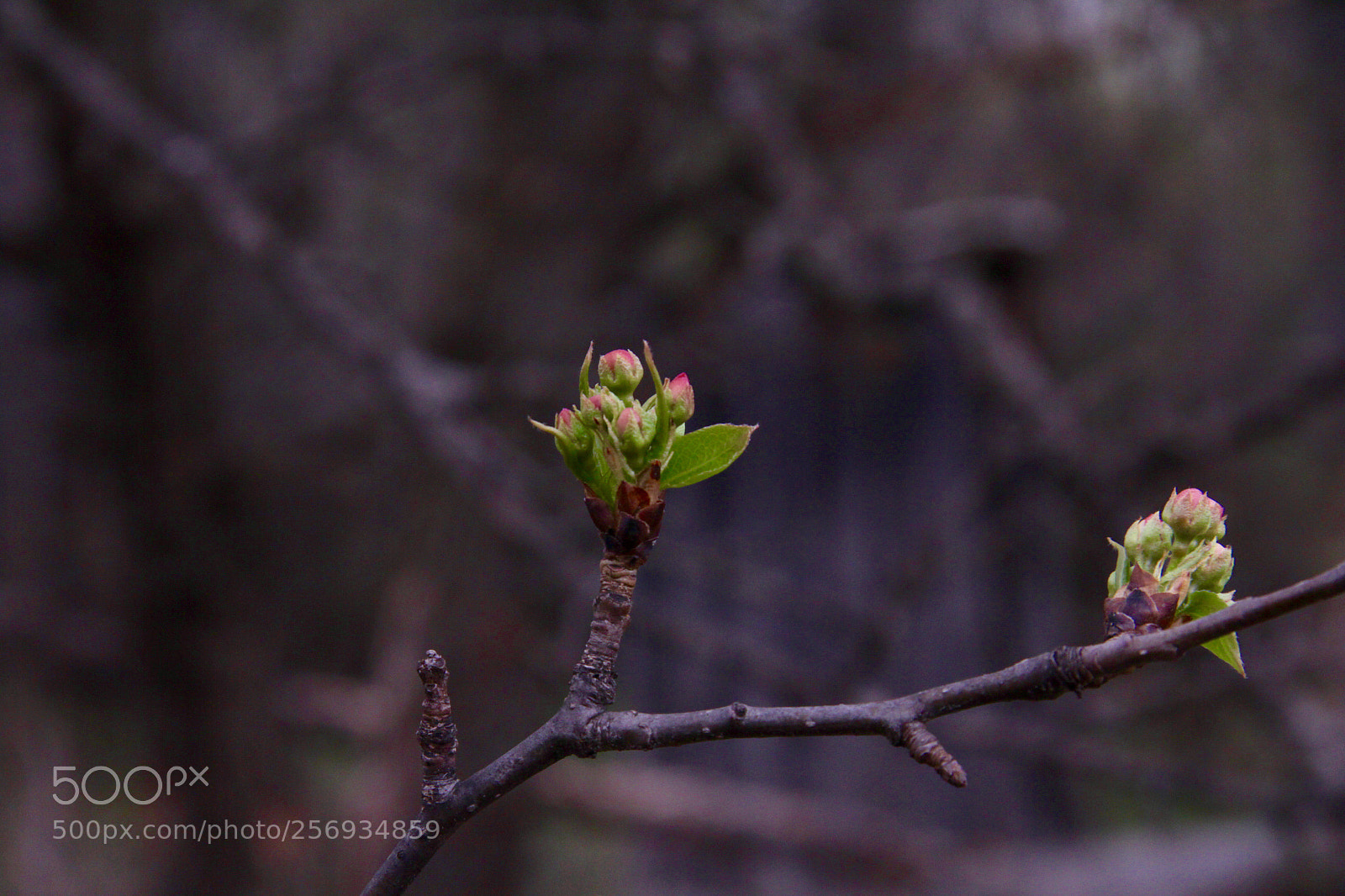 Canon EOS 60D sample photo. Spring. photography