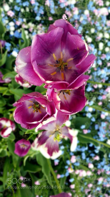 Samsung Galaxy Note4 sample photo. Spring photography