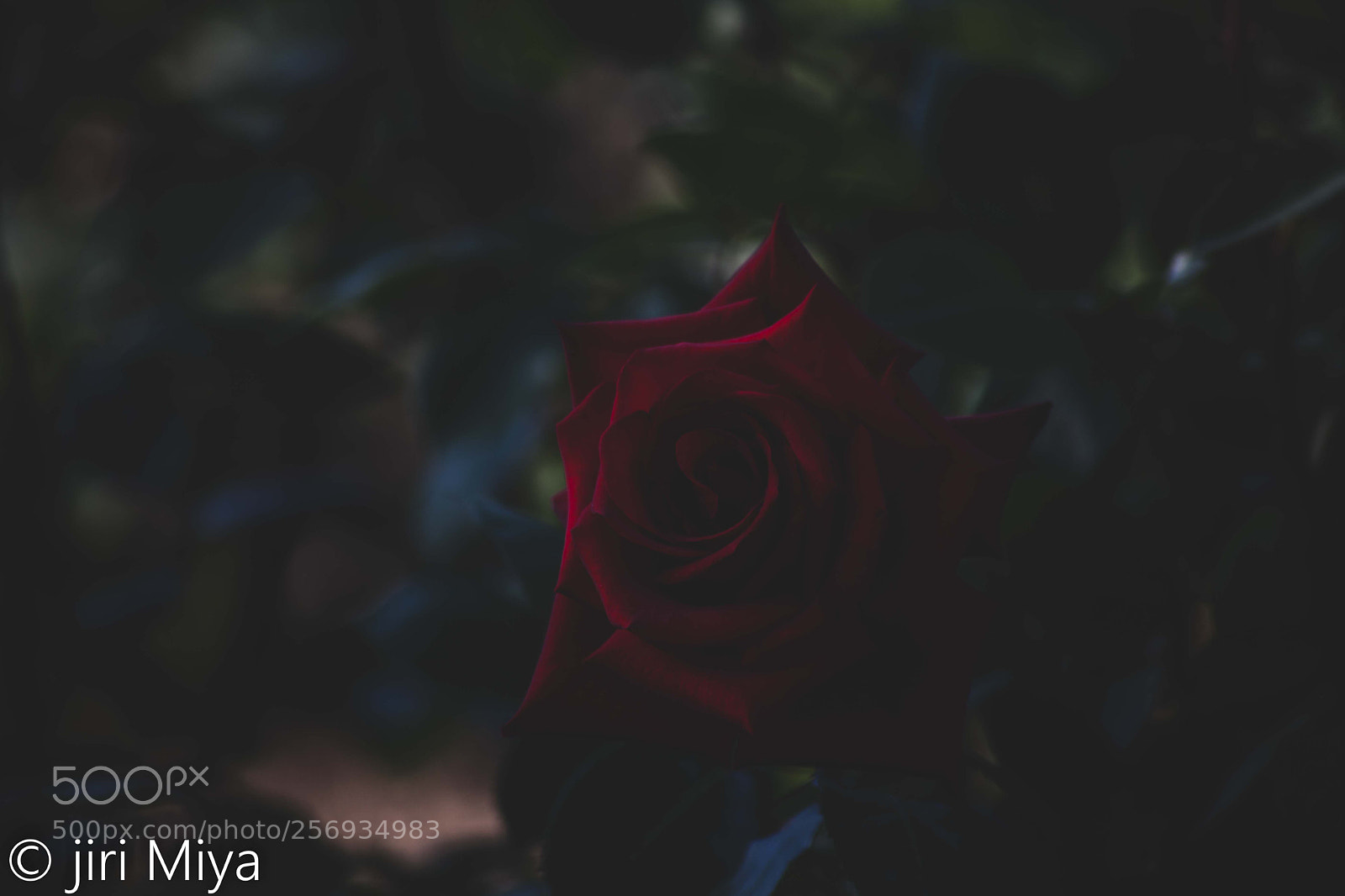Canon EOS 5D Mark II sample photo. Have a crush on photography