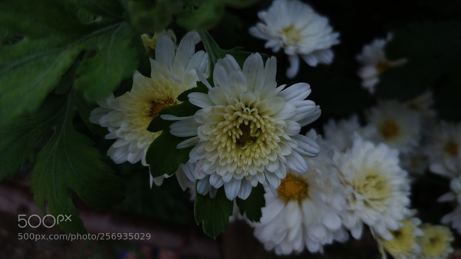 OnePlus 5 sample photo. Untitled photography