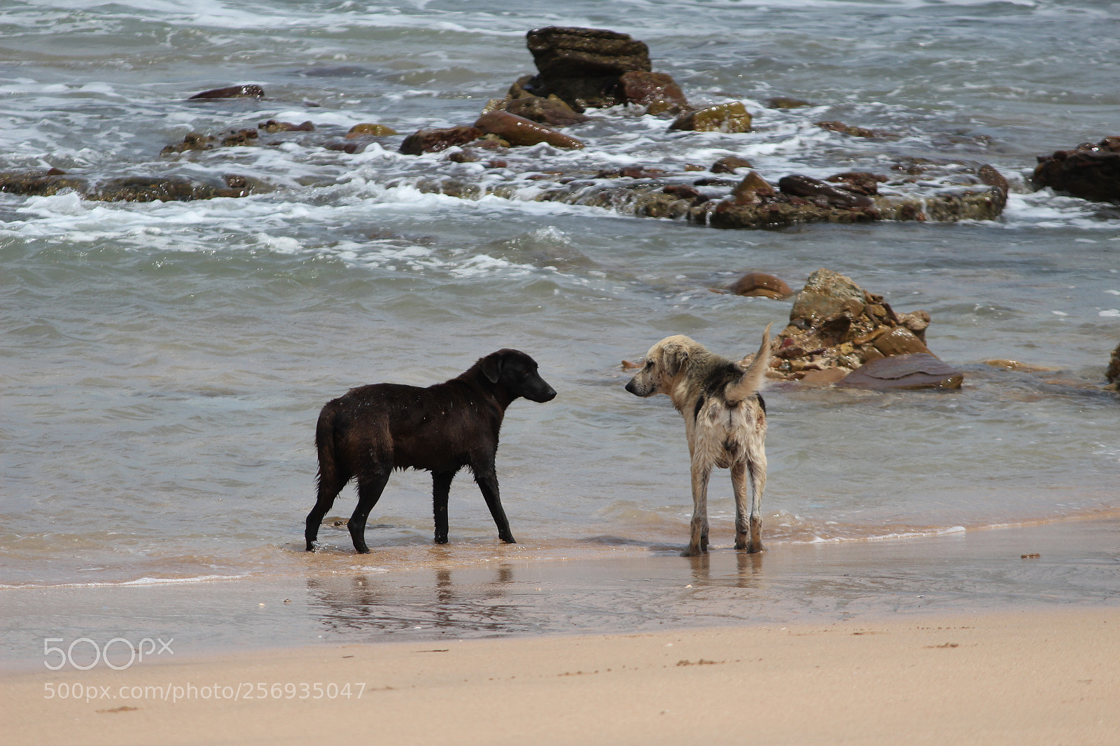 Canon EF-S 55-250mm F4-5.6 IS II sample photo. Untitled photography