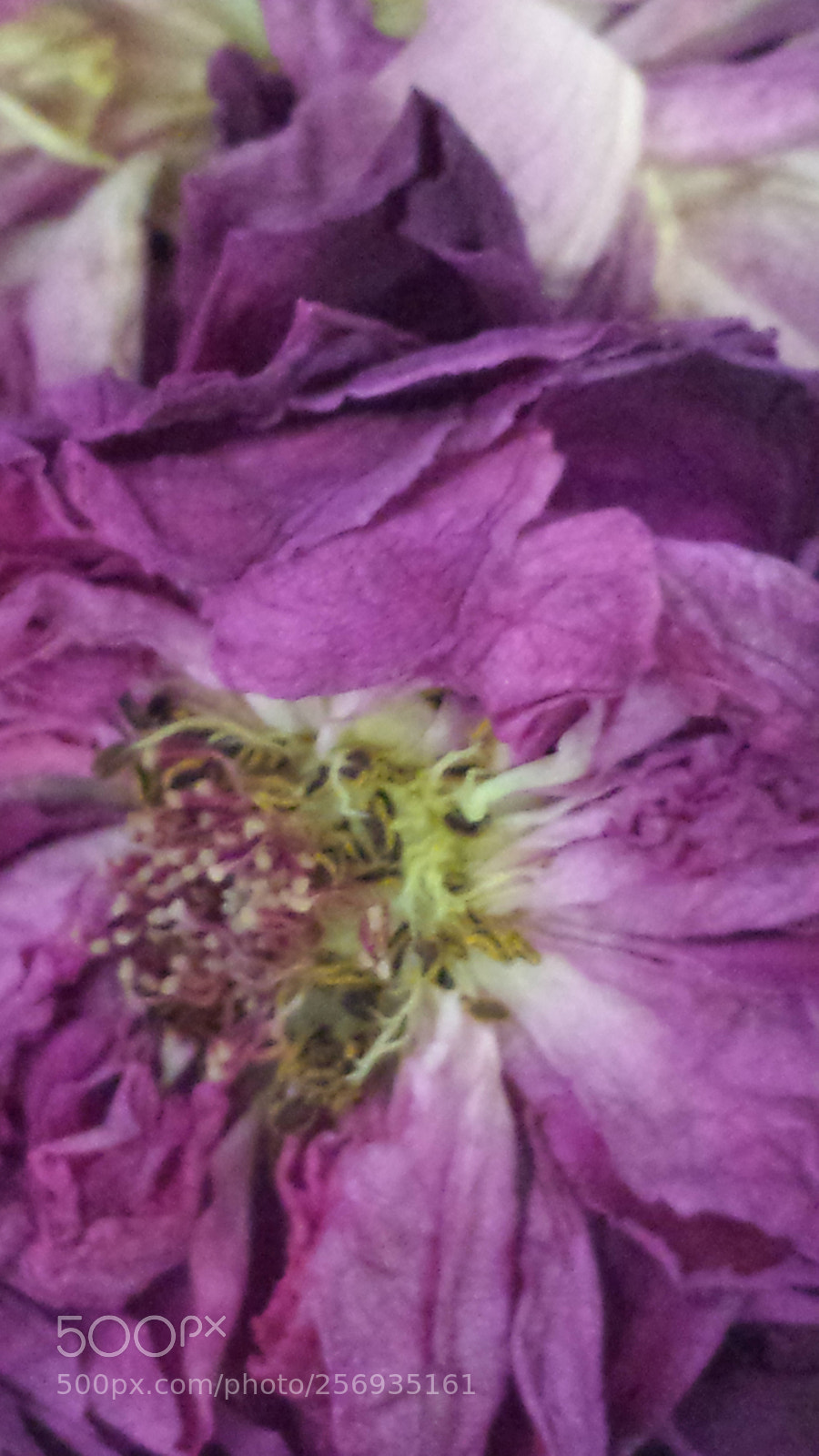Samsung Galaxy S4 sample photo. Untitled photography