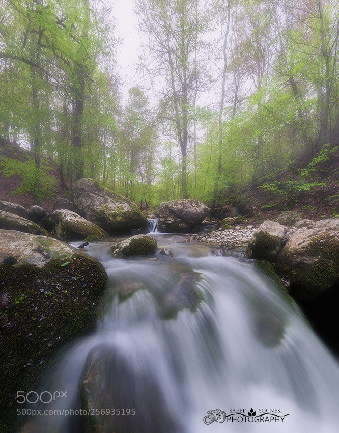 Nikon D810 sample photo. Spring photography