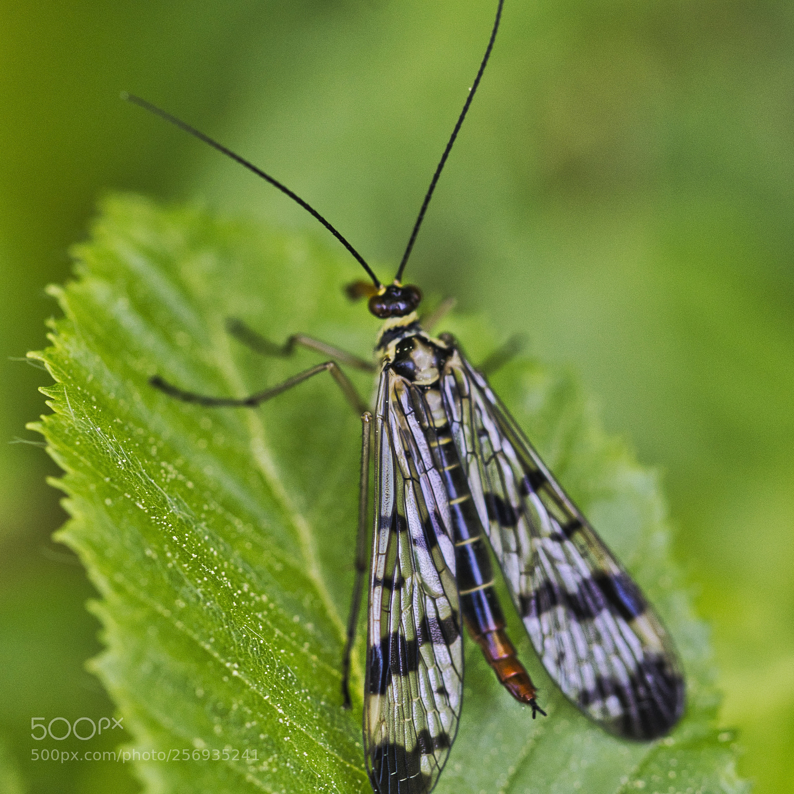 Sony ILCA-77M2 sample photo. Common scorpionfly photography