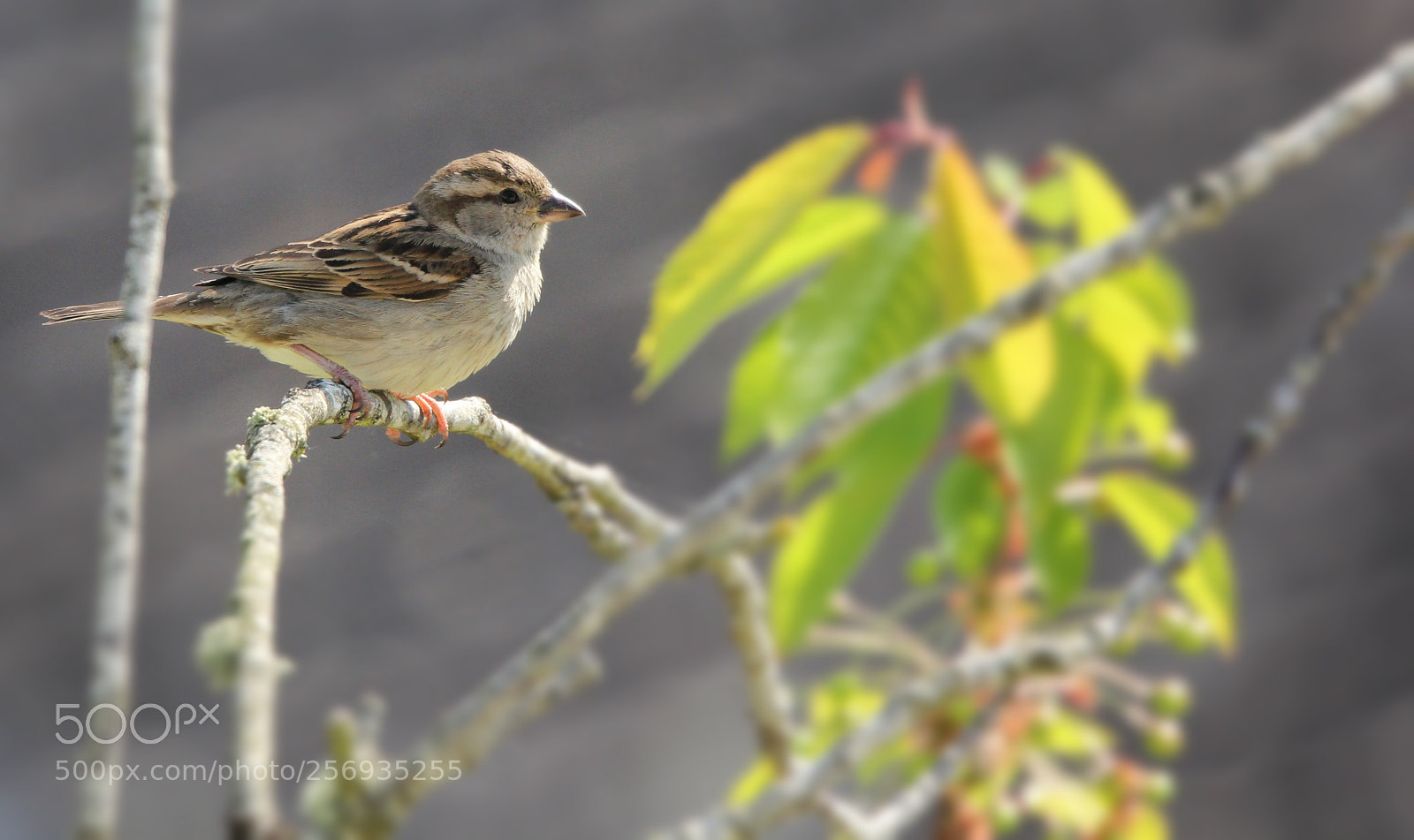 Canon EOS 550D (EOS Rebel T2i / EOS Kiss X4) sample photo. Moineau photography