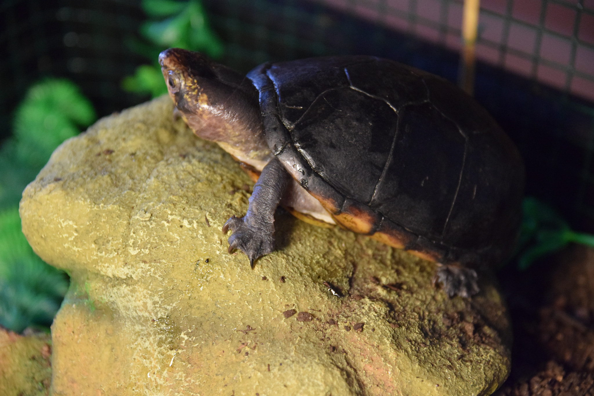 Nikon D3300 + Sigma 17-70mm F2.8-4 DC Macro OS HSM | C sample photo. My name is smaug, and i love climbing photography