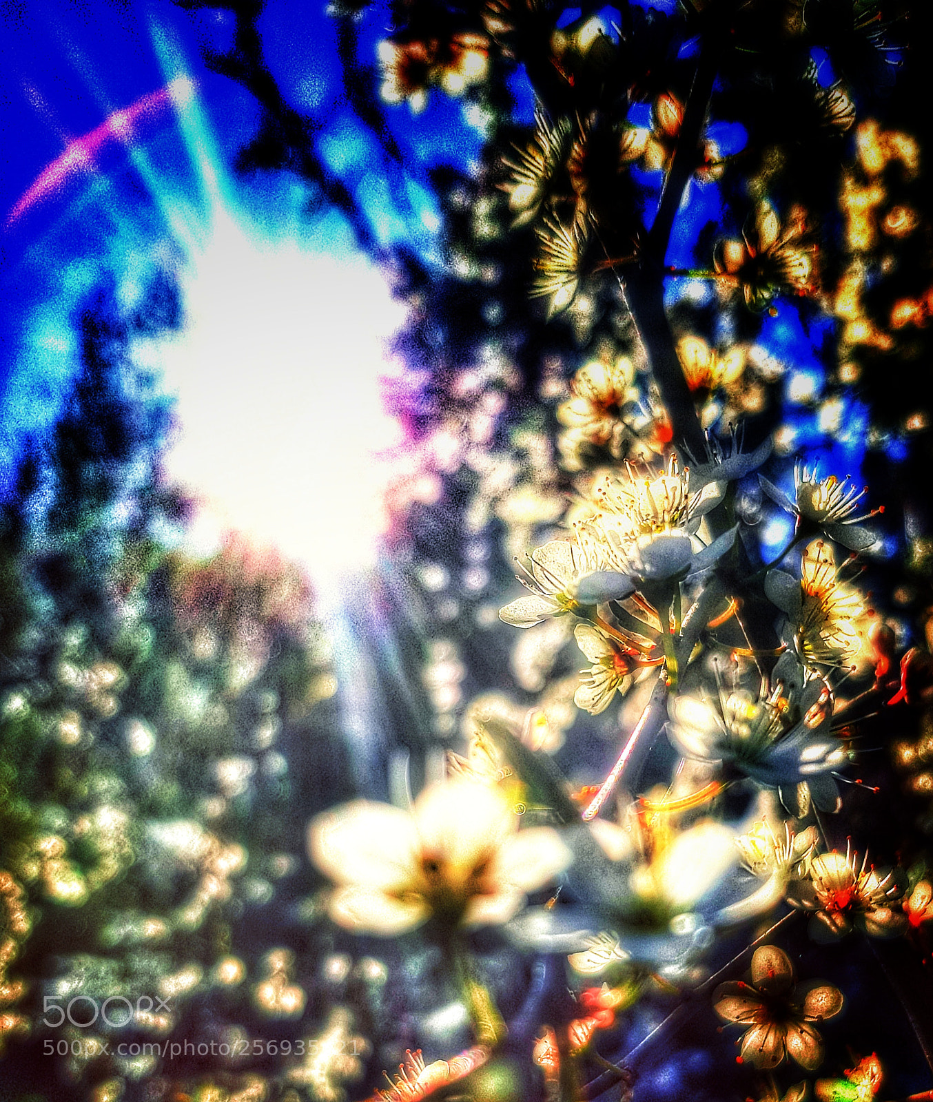 Samsung Galaxy S8 sample photo. Here comes the sun photography