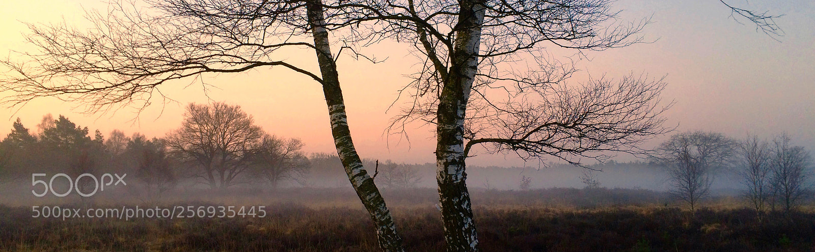 Apple iPhone 5s sample photo. Oirschotse heide photography