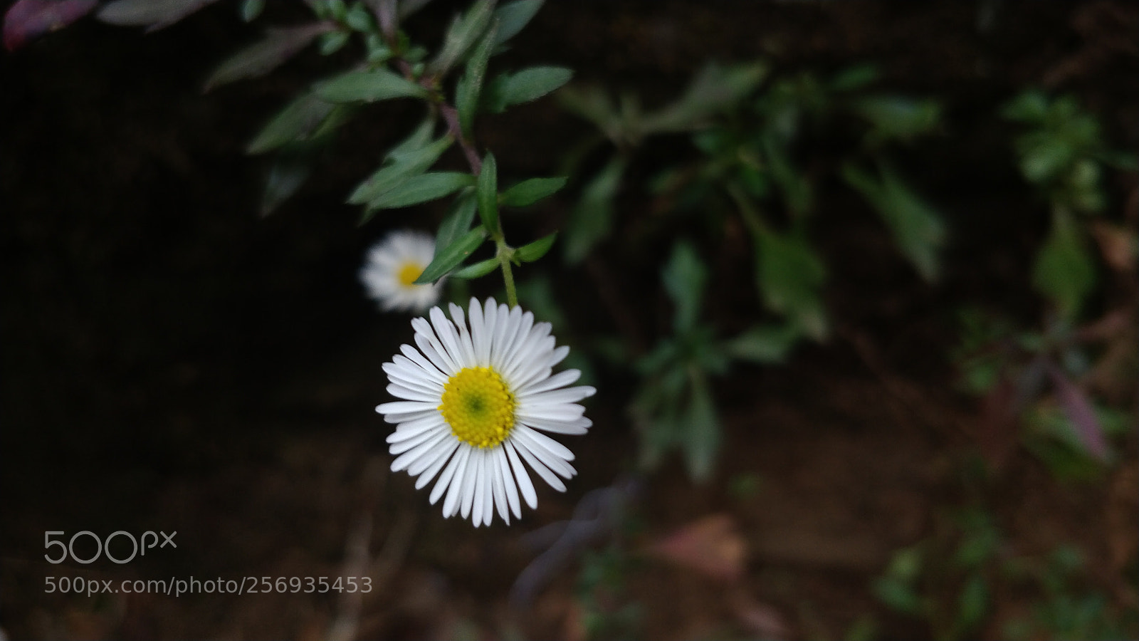 OnePlus 5 sample photo. Untitled photography