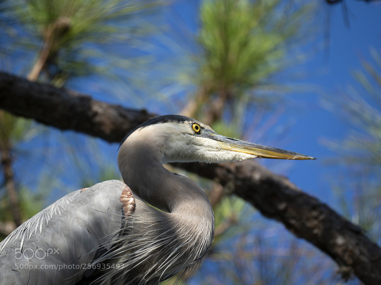 Olympus OM-D E-M1 Mark II sample photo. Great blue heron photography