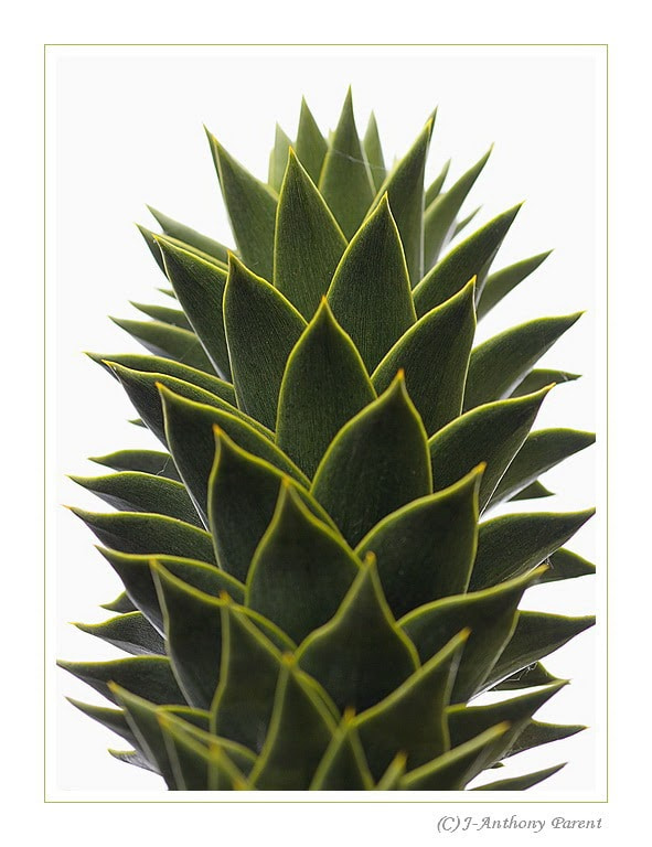 Nikon D90 + Nikon AF-S Micro-Nikkor 105mm F2.8G IF-ED VR sample photo. Araucaria araucana ou araucaria du chili (2) photography