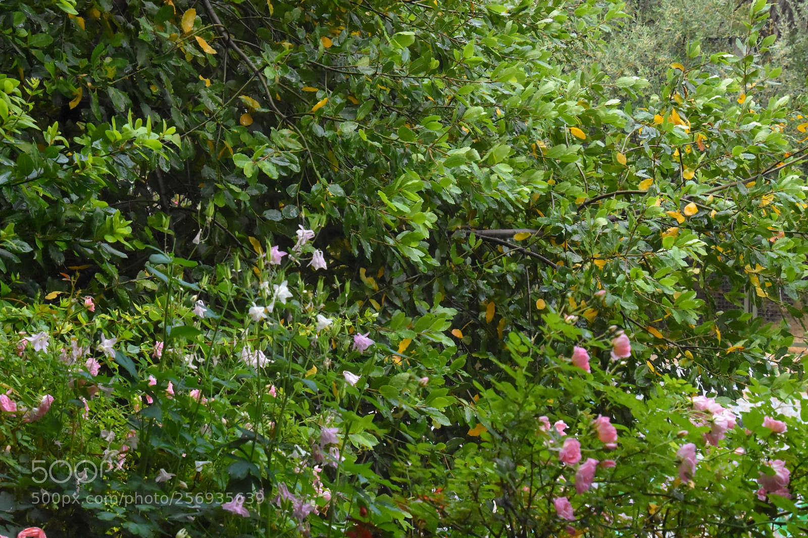 Nikon D7200 sample photo. The floral view photography