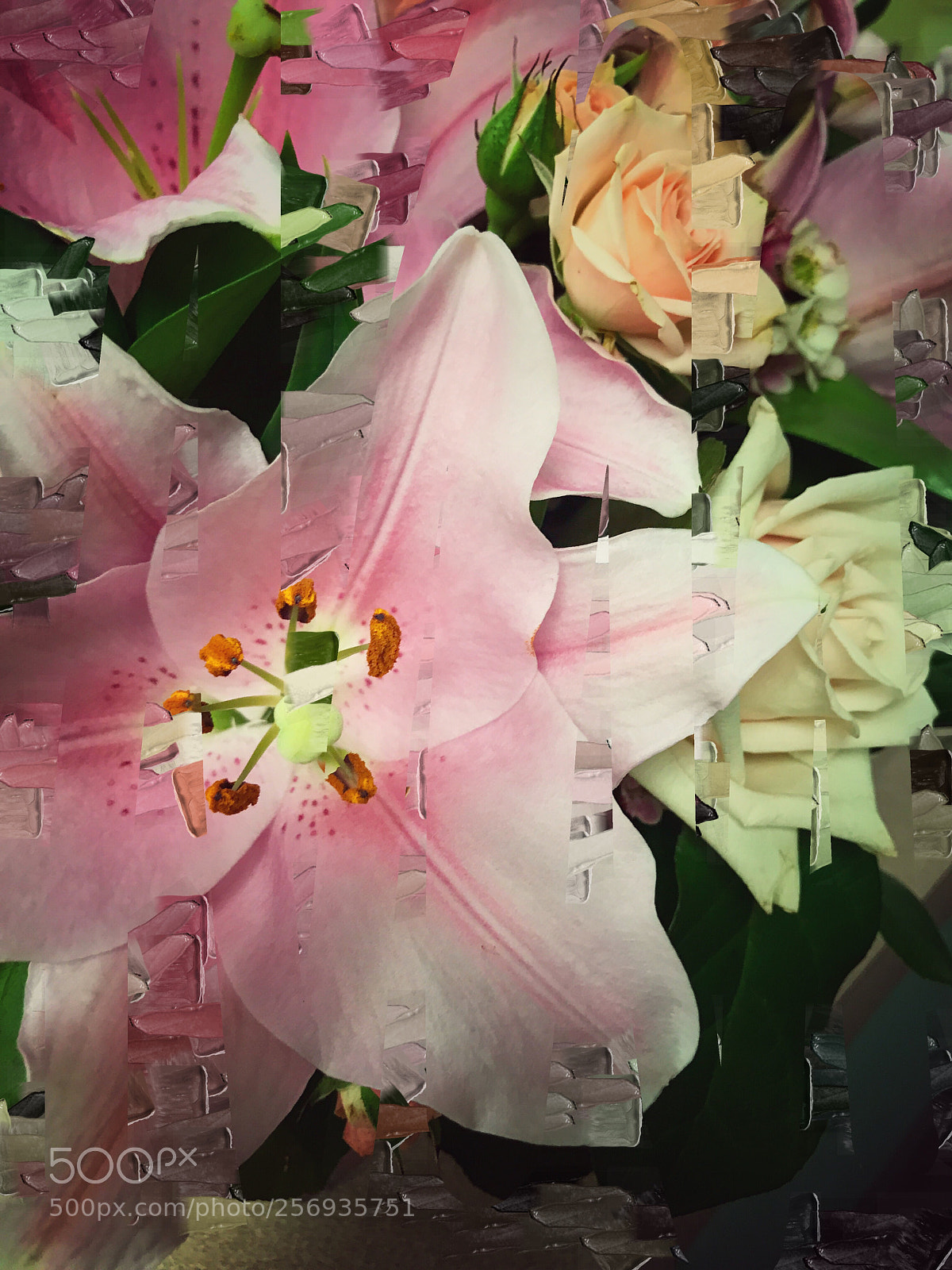 Apple iPhone 7 Plus sample photo. Lily of the gallery  photography