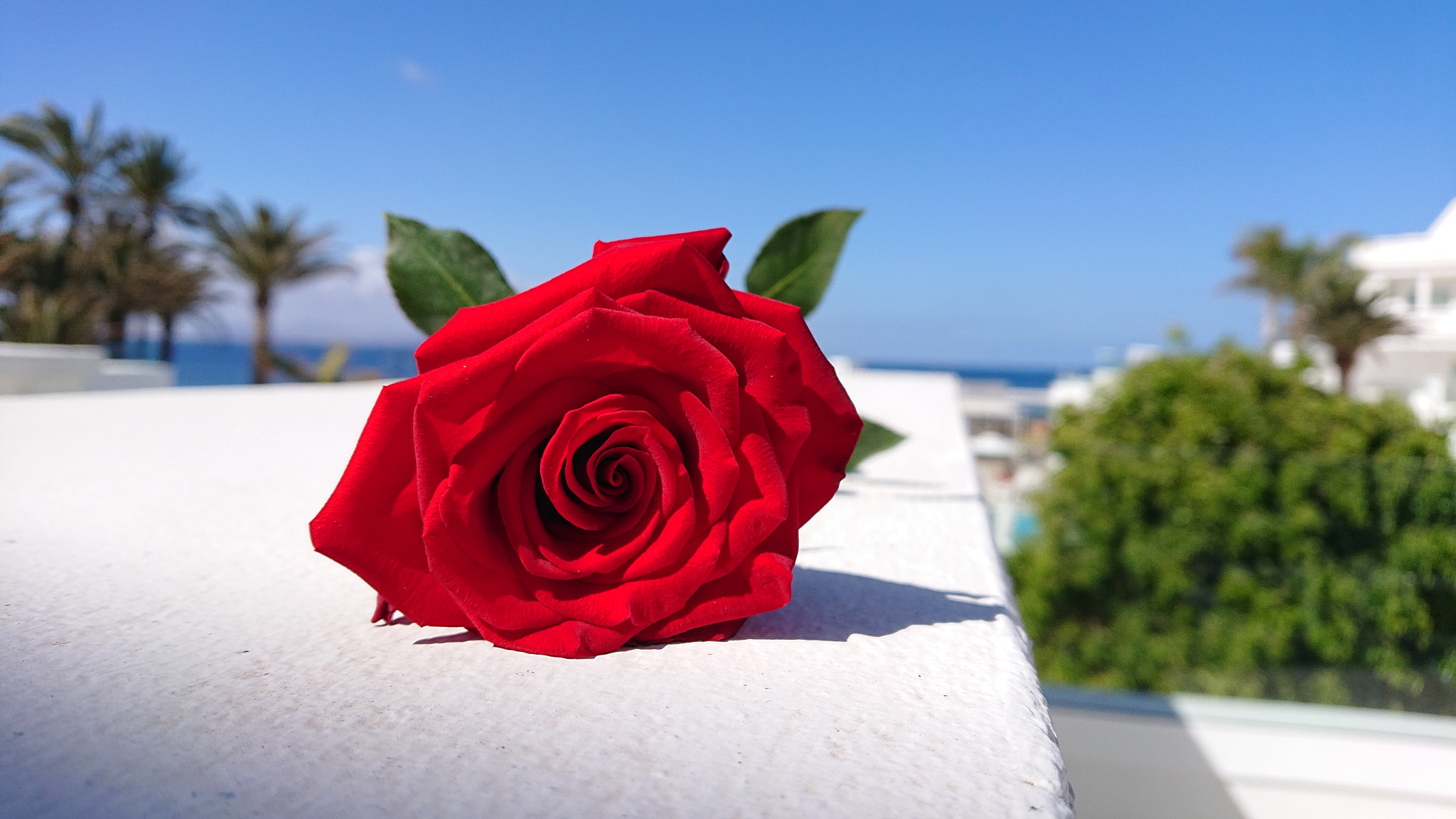 Sony Xperia XZ2 Compact sample photo. Rose photography