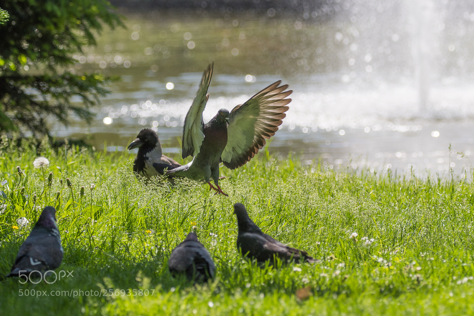 Nikon D7500 sample photo. Crow and pigeons photography