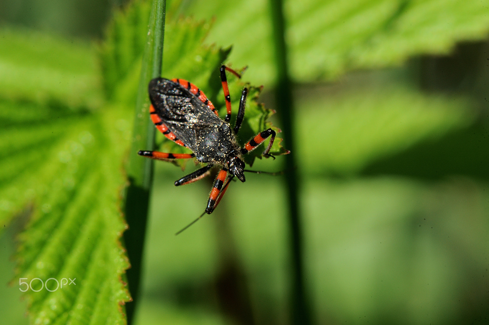 Nikon D3 + Nikon AF-S Micro-Nikkor 105mm F2.8G IF-ED VR sample photo. Rhynocoris iracundus photography