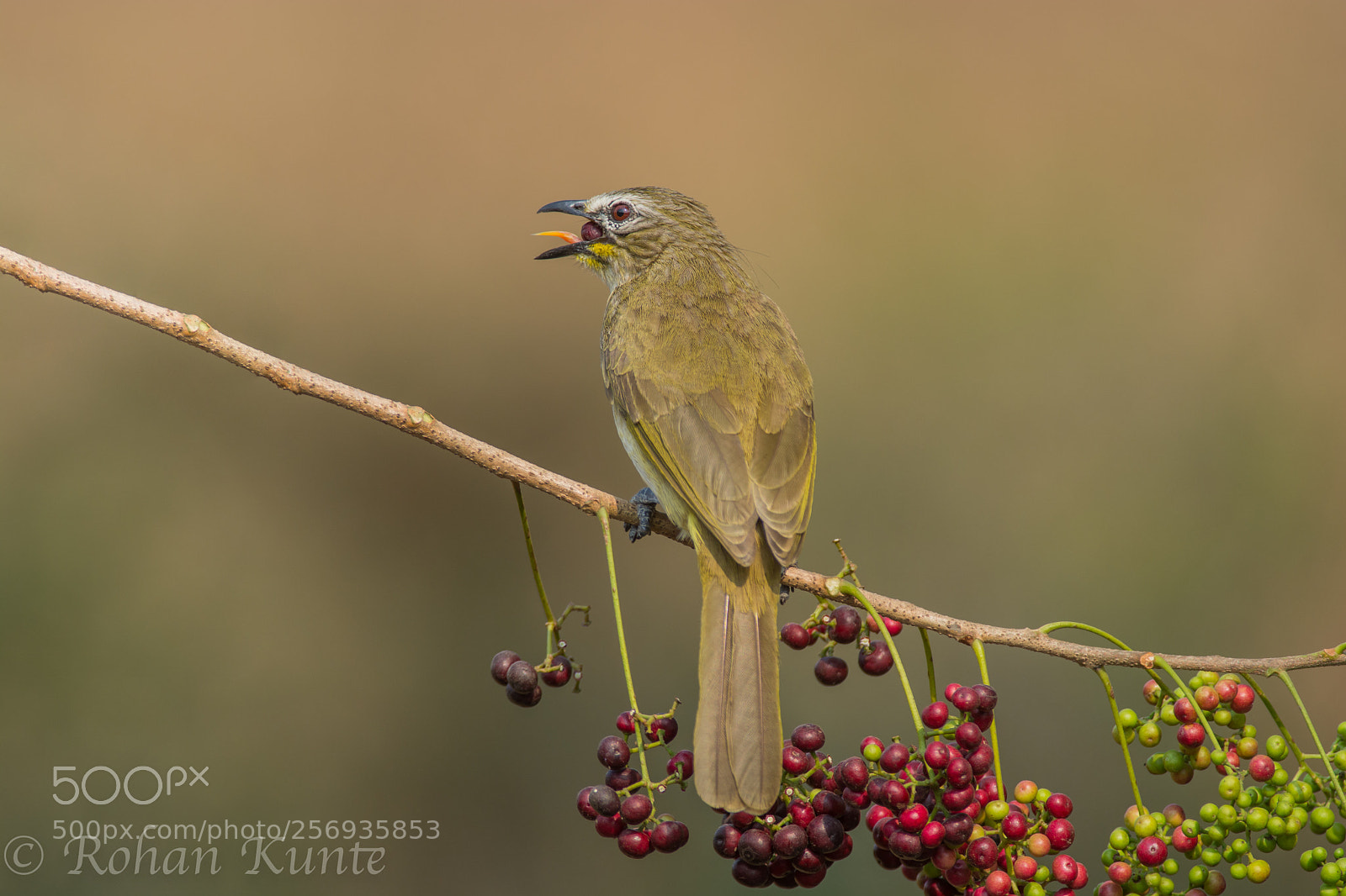 Nikon D7100 sample photo. White browed bulbul photography
