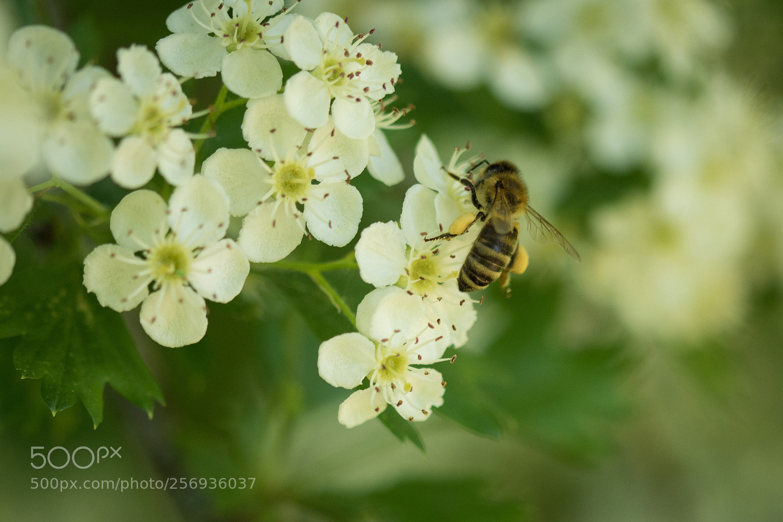 Nikon D5600 sample photo. Busy bee photography