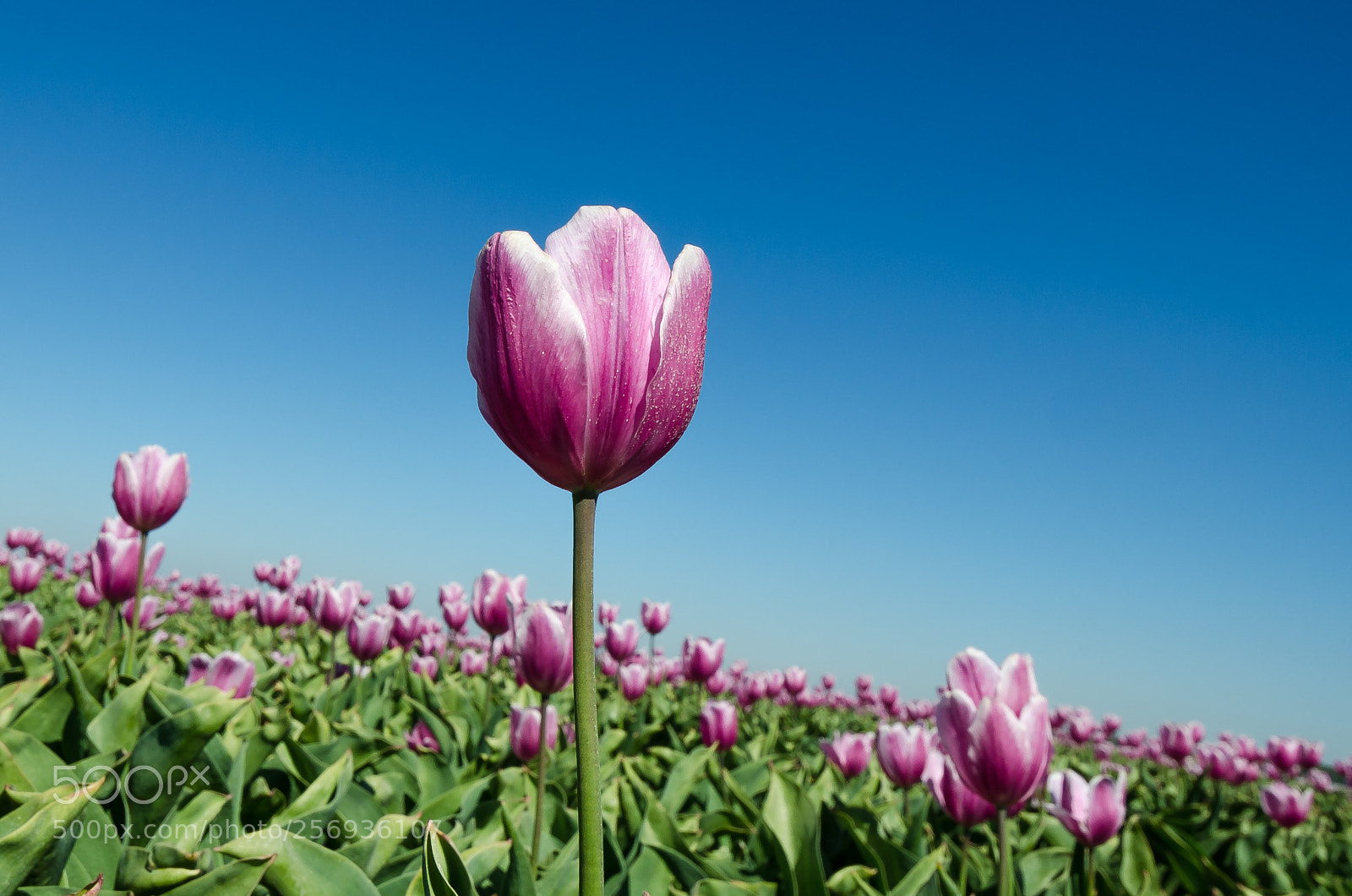 Nikon D7000 sample photo. Tulips holland photography