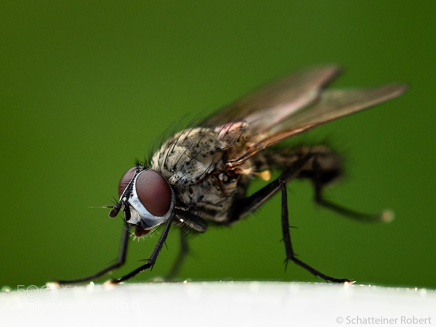 Canon EOS M5 sample photo. Fly photography