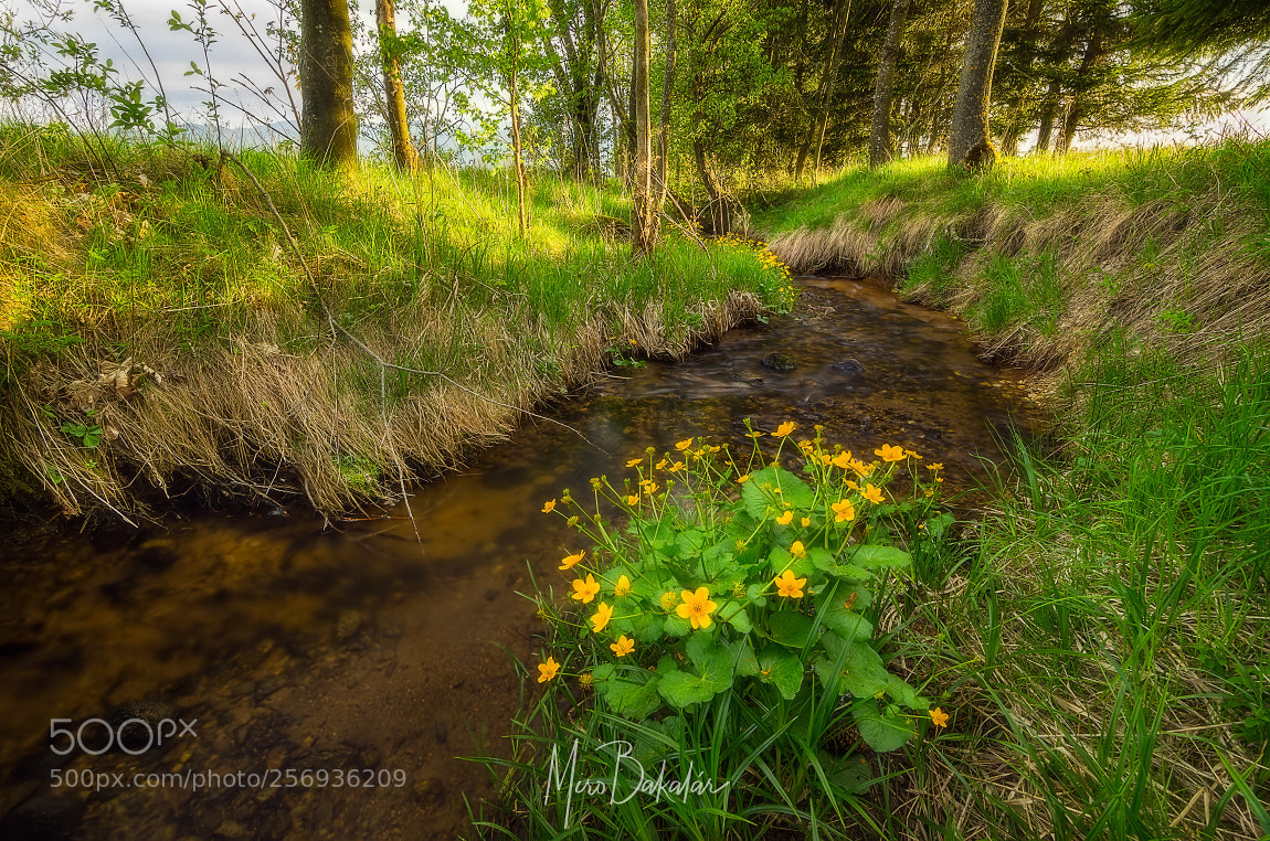 Nikon D7000 sample photo. (caltha palustris) photography