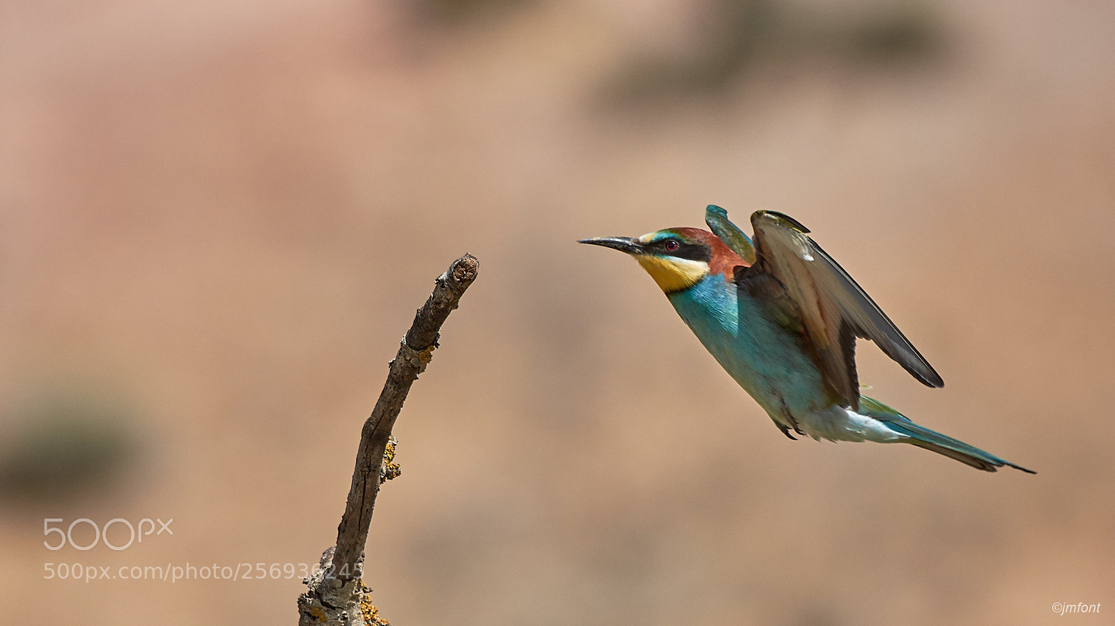 Nikon D7200 sample photo. Merops apiaster photography